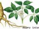 Ginseng ternyata mempunyai manfaat bagi tubuh kita