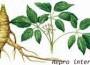 Ginseng ternyata mempunyai manfaat bagi tubuh kita Ginseng ternyata mempunyai manfaat bagi tubuh kita