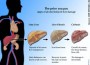 liver